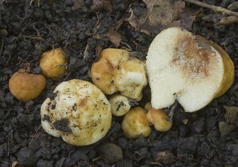 Arcangeliella stephensii